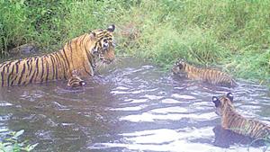 Sariska Tiger Reserve’s chief conservator of forest said ST12 was captured on a camera trap with her three cubs in the Talvriksh forest range.(Photo Credit: Rajasthan forest department) Sariska Tiger Reserve’s chief conservator of forest said ST12 was captured on a camera trap with her three cubs in the Talvriksh forest range.(Photo Credit: Rajasthan forest department)