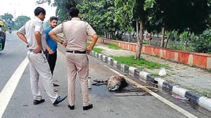 Police officers chased down the bird before tying its legs. (Sourced: Delhi police) Police officers chased down the bird before tying its legs. (Sourced: Delhi police)