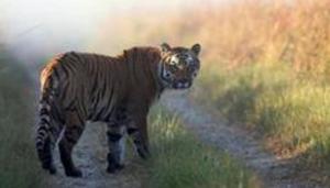 This undated photo released by Corbett Tiger Reserve, shows a tiger at the Corbett Tiger Reserve in Corbett National Park, Uttarakhand. The state HC ordered a probe into ‘official complicity’ in poaching cases following a petition by an NGO regarding seizure of tiger skins in 2016. The tigers were reportedly from the reserve an adjoining areas.(AP File Photo) This undated photo released by Corbett Tiger Reserve, shows a tiger at the Corbett Tiger Reserve in Corbett National Park, Uttarakhand. The state HC ordered a probe into ‘official complicity’ in poaching cases following a petition by an NGO regarding seizure of tiger skins in 2016. The tigers were reportedly from the reserve an adjoining areas.(AP File Photo)