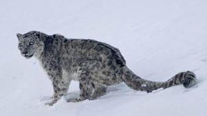 The elusive leopards were captured in footages from the remote areas of Lippa Asrang Wildlife Sanctuary.(File Photo) The elusive leopards were captured in footages from the remote areas of Lippa Asrang Wildlife Sanctuary.(File Photo)