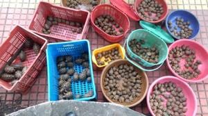 The protected star tortoises are sold in the market for up to Rs 4,000. A senior official associated with the seizure said the seizure on Thursday was the largest in recent times.(HT Photo) The protected star tortoises are sold in the market for up to Rs 4,000. A senior official associated with the seizure said the seizure on Thursday was the largest in recent times.(HT Photo)