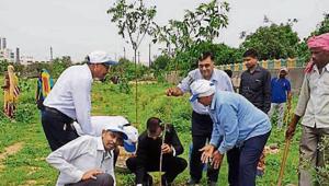 Around six lakh saplings were planted in Gautam Budh Nagar by residents on August 15 as part of a state-wide afforestation drive.(HT File Photo) Around six lakh saplings were planted in Gautam Budh Nagar by residents on August 15 as part of a state-wide afforestation drive.(HT File Photo)