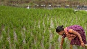 The government sets MSPs for 24 crops that are meant to act as a profitable, base price. However, over the past two years, market prices have trended well below these benchmark thresholds in many crops — the root cause of farm distress. (AP File Photo) The government sets MSPs for 24 crops that are meant to act as a profitable, base price. However, over the past two years, market prices have trended well below these benchmark thresholds in many crops — the root cause of farm distress. (AP File Photo)