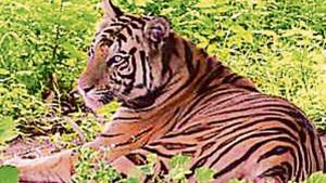 Sundari was brought from Madhya Pradesh’s Bandhavgarh reserve.(HT Photo) Sundari was brought from Madhya Pradesh’s Bandhavgarh reserve.(HT Photo)