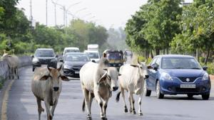 Officials claim the problem is more prominent at junction points of rural and urban areas across Gautam Budh Nagar.(Picture for representation) Officials claim the problem is more prominent at junction points of rural and urban areas across Gautam Budh Nagar.(Picture for representation)