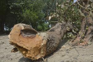 Forest department officials alleged that the Ghaziabad Development Authority damaged 98 trees in the name of pruning.(Sakib Ali/HT Photo) Forest department officials alleged that the Ghaziabad Development Authority damaged 98 trees in the name of pruning.(Sakib Ali/HT Photo)