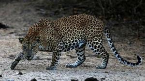 It was the fifth leopard attack in the area since May.(Picture for representation) It was the fifth leopard attack in the area since May.(Picture for representation)