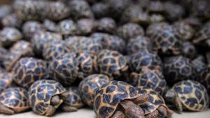 Wildlife experts were roped in, who identified it as the red-eared terrapin.(HT Representative Photo) Wildlife experts were roped in, who identified it as the red-eared terrapin.(HT Representative Photo)