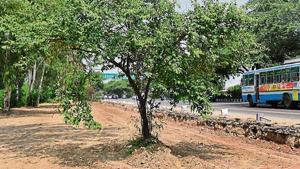 The stretch near Singhu Border where road widening has begun. The forest dept says 400 trees have been cut here. NHAI has denied the allegations.(HT Photo) The stretch near Singhu Border where road widening has begun. The forest dept says 400 trees have been cut here. NHAI has denied the allegations.(HT Photo)