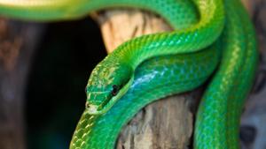 The snake, a bamboo pit viper, was found beaten with sticks in Dahisar. The venomous serpent was spotted by a local hawaldar, who handed it over to Anil Kubal, a snake rescuer.(File Photo) The snake, a bamboo pit viper, was found beaten with sticks in Dahisar. The venomous serpent was spotted by a local hawaldar, who handed it over to Anil Kubal, a snake rescuer.(File Photo)