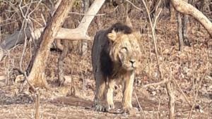 Officials said Dalkhaniya range has a stable pride of 22 lions, whereas another 15 were seen in this range periodically in the last four years.(HT File Photo) Officials said Dalkhaniya range has a stable pride of 22 lions, whereas another 15 were seen in this range periodically in the last four years.(HT File Photo)