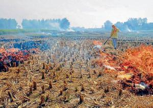 During the monitoring period, officers of the agriculture department will demonstrate paddy harvesting practices and encourage farmers to adopt crop residue management.(PTi file photo) During the monitoring period, officers of the agriculture department will demonstrate paddy harvesting practices and encourage farmers to adopt crop residue management.(PTi file photo)