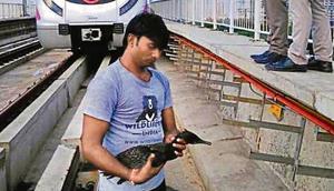 An Indian cormorant fell on the tracks near Kalindi Kunj.(DMRC) An Indian cormorant fell on the tracks near Kalindi Kunj.(DMRC)