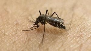 A female Aedes aegypti mosquito, known to be a carrier of the Zika virus, acquires a blood meal on the arm of a researcher at the Biomedical Sciences Institute of Sao Paulo University in Sao Paulo, Brazil.(AP File Photo) A female Aedes aegypti mosquito, known to be a carrier of the Zika virus, acquires a blood meal on the arm of a researcher at the Biomedical Sciences Institute of Sao Paulo University in Sao Paulo, Brazil.(AP File Photo)