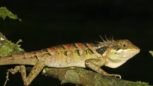 Spiny-headed forest lizard(Sourced) Spiny-headed forest lizard(Sourced)