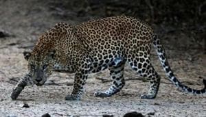 Another leopard has created terror in Bageshwar district. There it killed a four-year girl in on September 3. The incident created panic in the area, with people demanding that the leopard be declared a man-eater and killed.(Picture for representation) Another leopard has created terror in Bageshwar district. There it killed a four-year girl in on September 3. The incident created panic in the area, with people demanding that the leopard be declared a man-eater and killed.(Picture for representation)