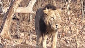 A male lion seen at Gir National Park.(HT File Photo) A male lion seen at Gir National Park.(HT File Photo)