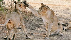 Gujarat state forest minister Ganpat Vasava on Tuesday said four of the 23 lions had died because of canine distemper virus (CDV) and reports on the remaining deaths were awaited.(AFP Photo) Gujarat state forest minister Ganpat Vasava on Tuesday said four of the 23 lions had died because of canine distemper virus (CDV) and reports on the remaining deaths were awaited.(AFP Photo)
