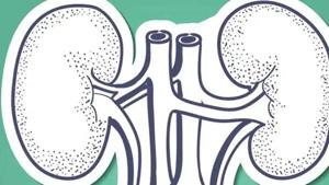 Kidney transplants have to follow a strict protocol but unscrupulous elements misuse this very protocol to suit their shenanigans. Thankfully(HT) Kidney transplants have to follow a strict protocol but unscrupulous elements misuse this very protocol to suit their shenanigans. Thankfully(HT)