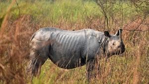 The WII now has DNA samples of around 100 rhinos from Pobitora Wildlife Sanctuary in Assam, 40 from Dudhwa National Park in UP, around 35-40 from Manas National Park and about 70-80 rhinos from Kaziranga National Park, both in Assam.(Reuters/Picture for representation)