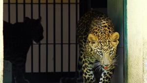 The Uttarakhand HC has ordered an inquiry against the divisional forest officer of Bageshwar for violations during the rescue operation of an injured leopard. (Photo used for representational purpose only)(Pramod Thakur/HT File) The Uttarakhand HC has ordered an inquiry against the divisional forest officer of Bageshwar for violations during the rescue operation of an injured leopard. (Photo used for representational purpose only)(Pramod Thakur/HT File)