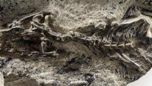 In a photo provided by MUSE -- Science Museum, the fossil of Megachirella, a 240 million-year-old lizard, found in the Italian Alps.(NYT Photo) In a photo provided by MUSE -- Science Museum, the fossil of Megachirella, a 240 million-year-old lizard, found in the Italian Alps.(NYT Photo)