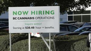 In this Sept. 26, 2018 photo, a pedestrian walks past a sign advertising jobs with BC Cannabis Operations in front of the warehouse in Richmond, British Columbia, that will store pot purchased from licensed producers before it is shipped to retail shops and online customers.(AP) In this Sept. 26, 2018 photo, a pedestrian walks past a sign advertising jobs with BC Cannabis Operations in front of the warehouse in Richmond, British Columbia, that will store pot purchased from licensed producers before it is shipped to retail shops and online customers.(AP)