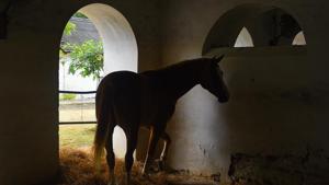 An Indian-origin man based in north-west England, who suffers from a degenerative eye condition, is set to become the first person in the UK to get a guide horse to assist him with daily tasks once he loses his vision completely.(HT File PHOTO) An Indian-origin man based in north-west England, who suffers from a degenerative eye condition, is set to become the first person in the UK to get a guide horse to assist him with daily tasks once he loses his vision completely.(HT File PHOTO)