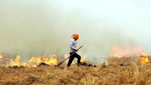 So far in 2018, the state has recorded 1,212 cases of paddy stubble burning as against 3,141 and 6,733 in the corresponding periods in 2017 and 2016 respectively.(HT Photo)