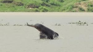 In a recent survey conducted by WWF-India and UP forest department, the population of Gangetic Dolphins has increased from 22 in 2015 to 33 in 2018 at a 200km stretch of river Ganga from Bijnor to Narora in western UP.(Sourced) In a recent survey conducted by WWF-India and UP forest department, the population of Gangetic Dolphins has increased from 22 in 2015 to 33 in 2018 at a 200km stretch of river Ganga from Bijnor to Narora in western UP.(Sourced)