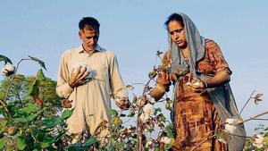 Farmers plucking cotton from a field in Talwandi Sabo in Bathinda.(HT Photo) Farmers plucking cotton from a field in Talwandi Sabo in Bathinda.(HT Photo)