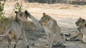 Samples collected from lions in Gujarat’s Gir Forest National Park continue to be tested for the symptoms of Canine Distemper Virus (CDV), which has killed 23 lions there since September 20.(AFP File Photo) Samples collected from lions in Gujarat’s Gir Forest National Park continue to be tested for the symptoms of Canine Distemper Virus (CDV), which has killed 23 lions there since September 20.(AFP File Photo)