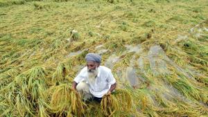 A farmer Surjit Singh checking his paddy crop flattened by after heavy rain fall.(HT File Photo) A farmer Surjit Singh checking his paddy crop flattened by after heavy rain fall.(HT File Photo)