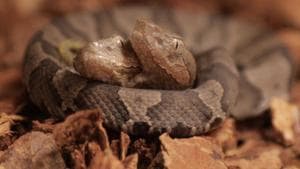 The snake has been put up on display at the Salato Wildlife Education Center.(Salato Wildlife Education Center /Facebook) The snake has been put up on display at the Salato Wildlife Education Center.(Salato Wildlife Education Center /Facebook)