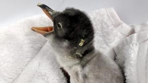 A penguin chick, hatched from an egg fostered by Magic and Sphen, two male penguins who built a nest together in Sydney's Sea Life Aquarium(Sea Life Sydney Aquarium/REUTERS) A penguin chick, hatched from an egg fostered by Magic and Sphen, two male penguins who built a nest together in Sydney's Sea Life Aquarium(Sea Life Sydney Aquarium/REUTERS)