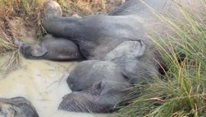 At least seven elephants died of electrocution after coming in contact with a sagging power line in Odisha’s Dhenkanal district Friday night.(HT Photo) At least seven elephants died of electrocution after coming in contact with a sagging power line in Odisha’s Dhenkanal district Friday night.(HT Photo)