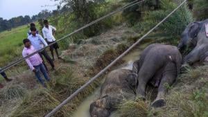 The carcasses of elephants which died of electrocution after coming in contact with a sagging live wire near Kamalanga village in Dhenkanal district of Odisha on Saturday.(PTI) The carcasses of elephants which died of electrocution after coming in contact with a sagging live wire near Kamalanga village in Dhenkanal district of Odisha on Saturday.(PTI)