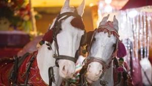 Many bridegrooms in Delhi NCR have decided to not opt for the customary ride on the mare in light of PETA’s campaign(Getty Images/iStockphoto) Many bridegrooms in Delhi NCR have decided to not opt for the customary ride on the mare in light of PETA’s campaign(Getty Images/iStockphoto)