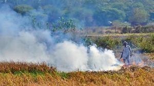 Despite ban, a farmer setting paddy stubble on fire in his fields at Mote Majra village in Kharar tehsil of Mohali in Monday.(Gurpreet Singh/HT) Despite ban, a farmer setting paddy stubble on fire in his fields at Mote Majra village in Kharar tehsil of Mohali in Monday.(Gurpreet Singh/HT)