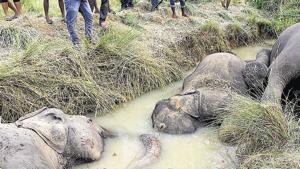 Seven elephants died of electrocution in Dhenkanal district, Odisha, October. 27, 2018. The World Wildlife Fund (WWF) Living Planet Report 2018, a science-based assessment of the health of the planet, says that global wildlife populations have fallen by 60% in just over four decades, thanks to accelerating pollution, deforestation, climate change, and other man-made factors(Arabinda Mahapatra) Seven elephants died of electrocution in Dhenkanal district, Odisha, October. 27, 2018. The World Wildlife Fund (WWF) Living Planet Report 2018, a science-based assessment of the health of the planet, says that global wildlife populations have fallen by 60% in just over four decades, thanks to accelerating pollution, deforestation, climate change, and other man-made factors(Arabinda Mahapatra)