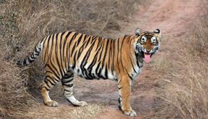 Tigress ST-5 was last seen in Sariska Tiger Reserve in February this year and later authorities declared her missing after failing to find any trace of her.(HT File Photo) Tigress ST-5 was last seen in Sariska Tiger Reserve in February this year and later authorities declared her missing after failing to find any trace of her.(HT File Photo)