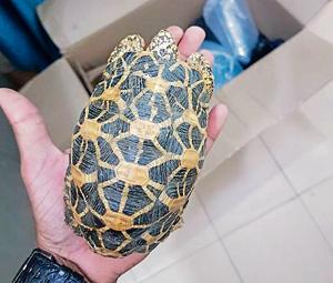 17 exotic tortoises recovered from man in Meerut(HT File Photo) 17 exotic tortoises recovered from man in Meerut(HT File Photo)