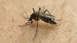 Three suspected cases of zika virus have been detected in Madhya Pradesh. After initial sample testing at AIIMS Bhopal, samples have been sent for confirmation to National Institute of Virology, Pune.(AP File) Three suspected cases of zika virus have been detected in Madhya Pradesh. After initial sample testing at AIIMS Bhopal, samples have been sent for confirmation to National Institute of Virology, Pune.(AP File)