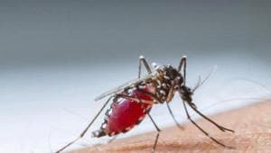 Scientists from the National Institute of Malaria Research (NIMR) in the city have developed two new drugs against drug-resistant Malaria that target a new protein not targeted by currently available drugs.(Representative Image/HT File Photo) Scientists from the National Institute of Malaria Research (NIMR) in the city have developed two new drugs against drug-resistant Malaria that target a new protein not targeted by currently available drugs.(Representative Image/HT File Photo)
