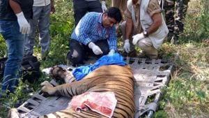 A male tiger ST6 being treated in Sariska Tiger Reserve.(HT File Photo)