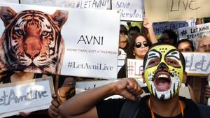 Killing of a six-year-old tigress has left wildlife enthusiasts furious and they are mulling moving the Supreme Court to stop any more kills in the region.(Arvind Yadav/HT PHOTO) Killing of a six-year-old tigress has left wildlife enthusiasts furious and they are mulling moving the Supreme Court to stop any more kills in the region.(Arvind Yadav/HT PHOTO)