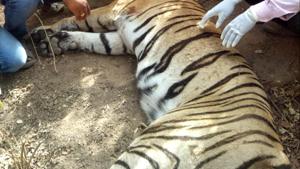 After the arrest of two accused in the poaching of Tigress ST-5, the Sariska Tiger Reserve (STR) administration has suspended three employees.(HT File Photo)