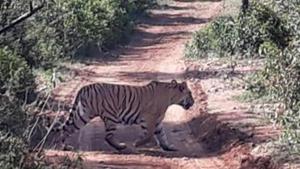 The tiger is India’s national animal and is categorised as a ‘Schedule One’ species of endangered animals under the Wildlife Protection Act.(HT File Photo/Representative image) The tiger is India’s national animal and is categorised as a ‘Schedule One’ species of endangered animals under the Wildlife Protection Act.(HT File Photo/Representative image)