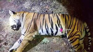 Handout photo released by the Maharashtra Forest Department on November 3 shows the dead body of tigress Avni after being shot near Yavatmal.(AFP Photo/Maharashtra Forest Department)