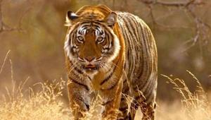 About two months ago, the Odisha forest department had confirmed the presence of a Royal Bengal tiger in Debrigarh with the help of camera traps installed at different locations.(Picture for representation) About two months ago, the Odisha forest department had confirmed the presence of a Royal Bengal tiger in Debrigarh with the help of camera traps installed at different locations.(Picture for representation)